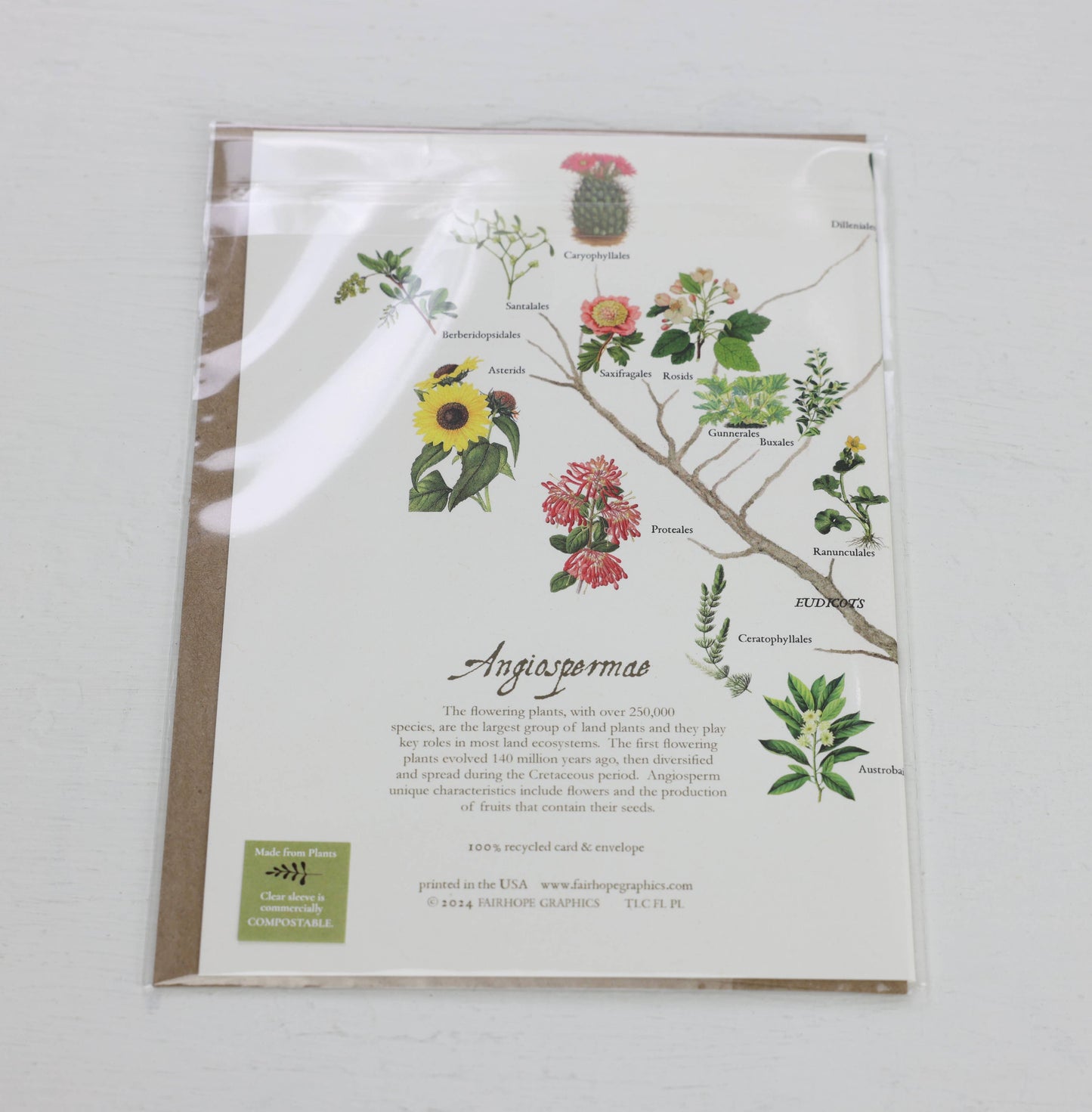Flowering Plants Branch Card