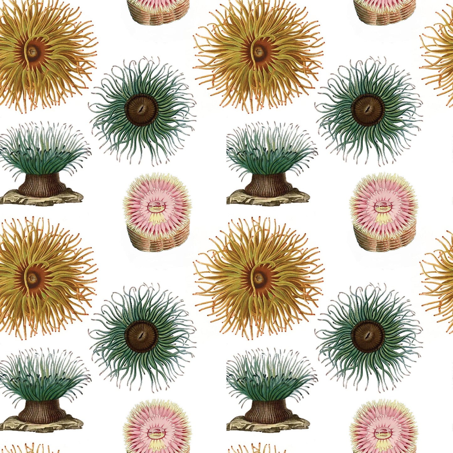Sea Anemones Gift Wrap Single Sheet