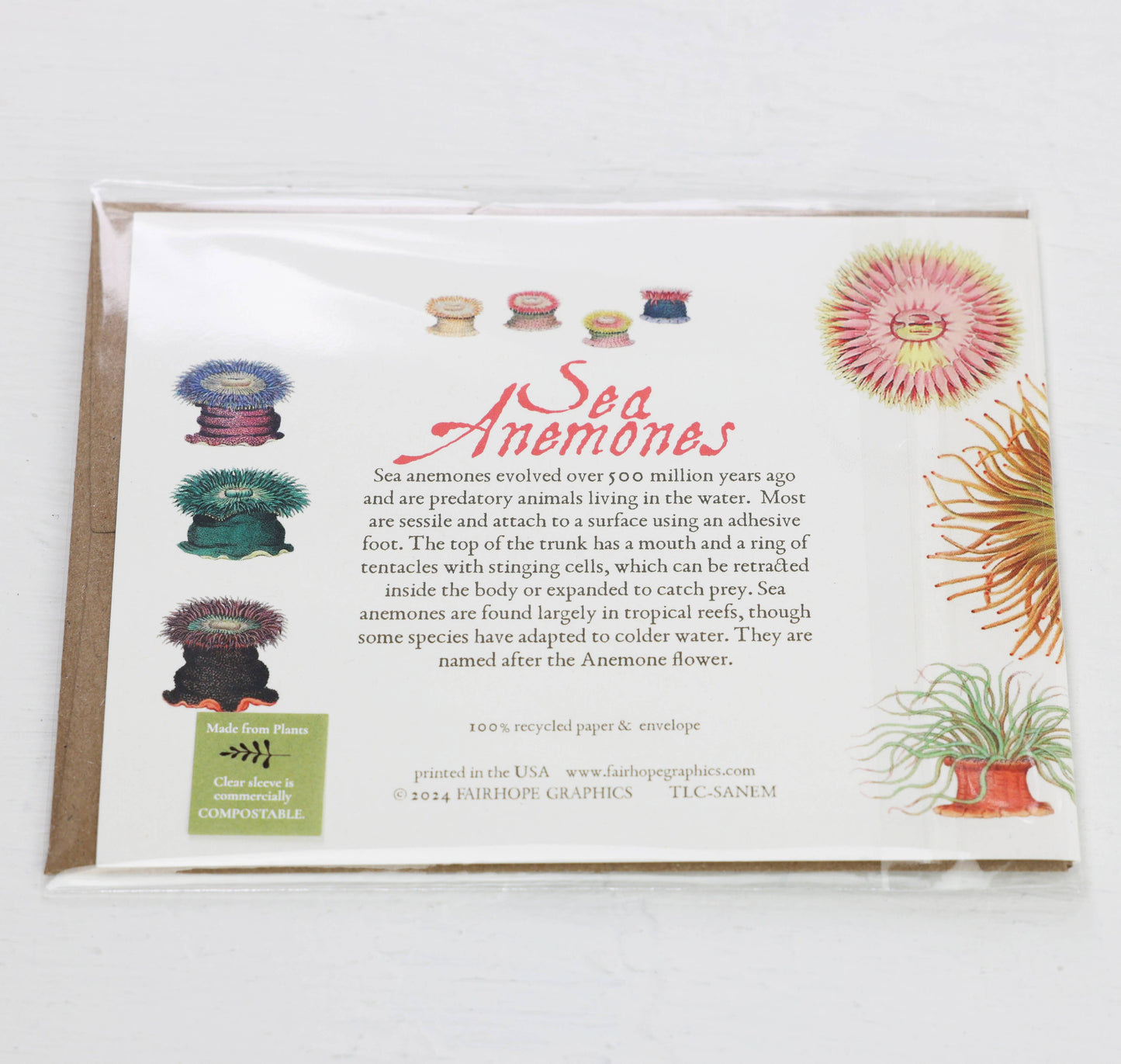 Sea Anemones Card