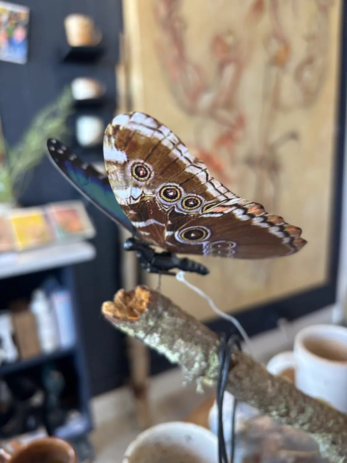 Butterfly • Mariposa Golden Gate Art Gallery
