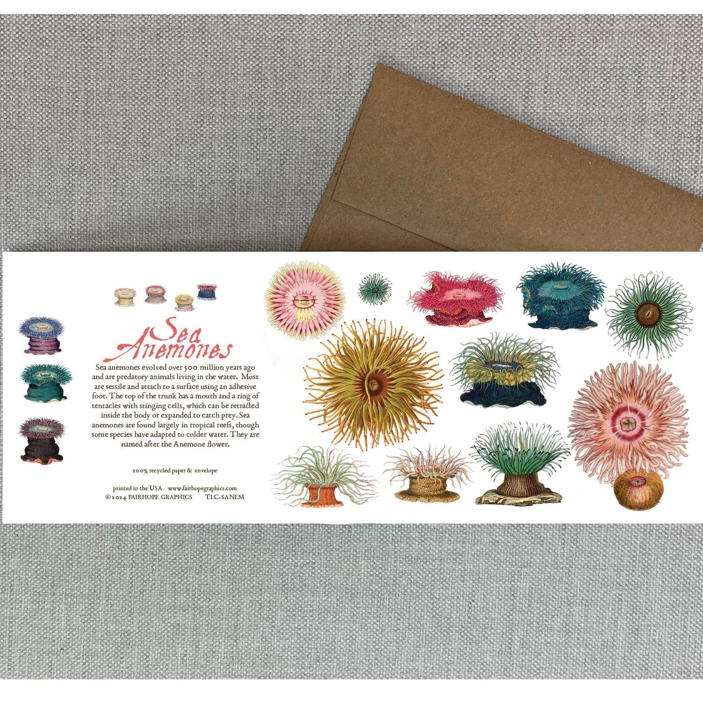Sea Anemones Card