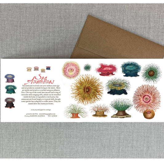 Sea Anemones Card