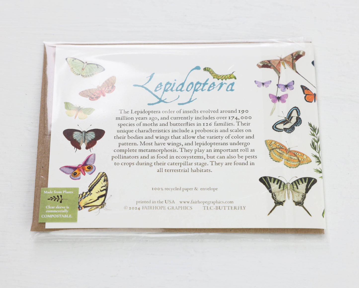 Butterflies and Moths Card