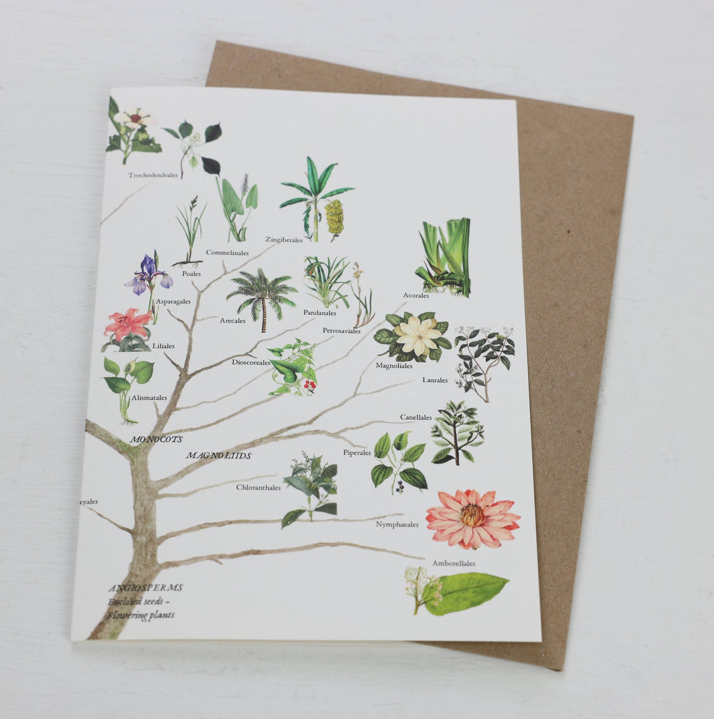 Flowering Plants Branch Card