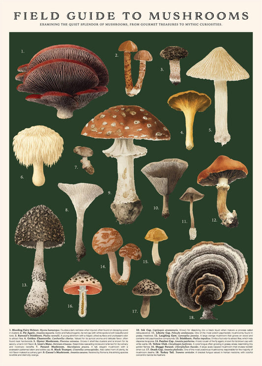 Vintage Posters Wrapping Paper - Mushrooms
