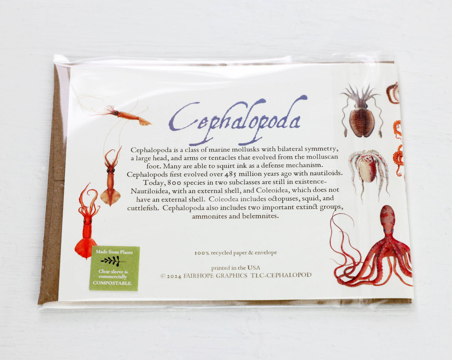 Cephalopods Card