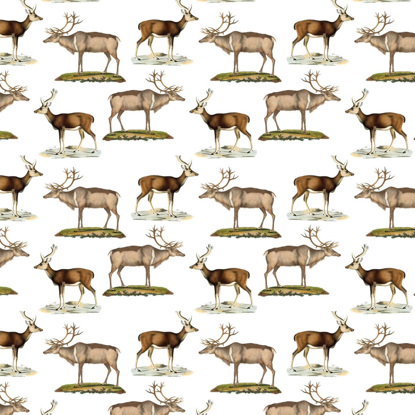 Deer Gift Wrap