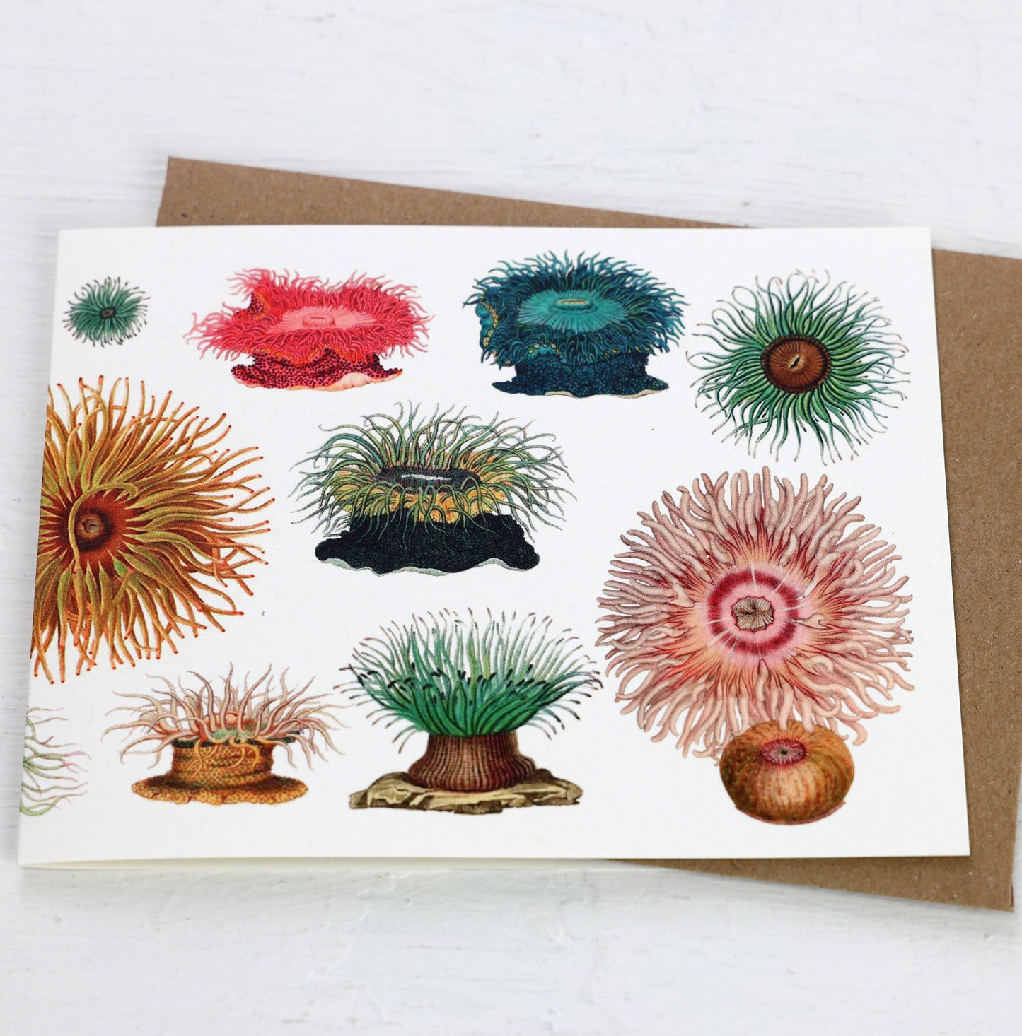 Sea Anemones Card