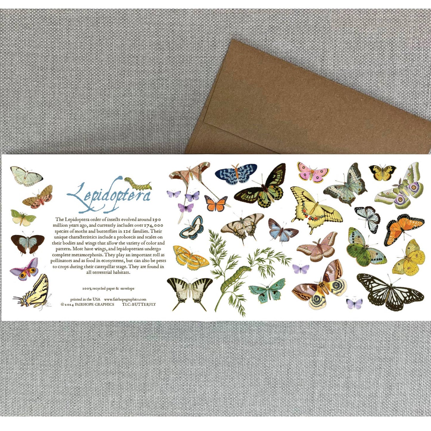 Butterflies and Moths Card