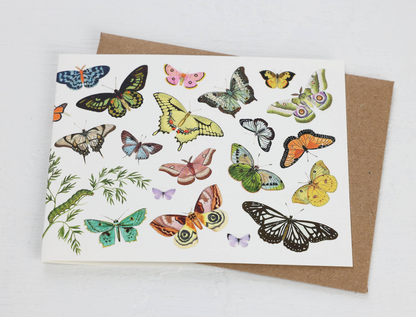 Butterflies and Moths Card